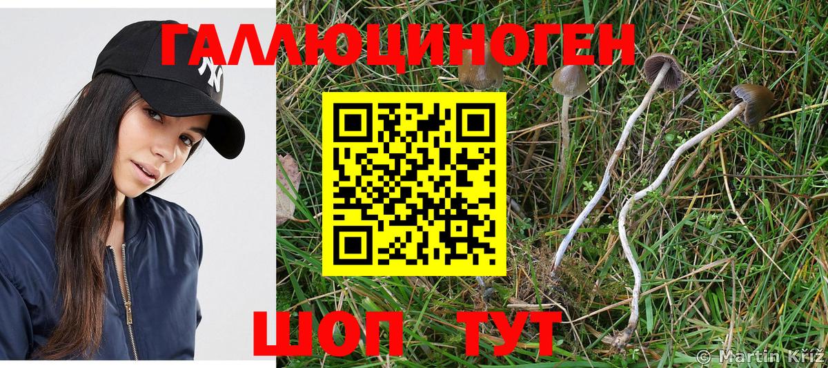 Галлюциногенные грибы Psilocybe  Лениногорск 